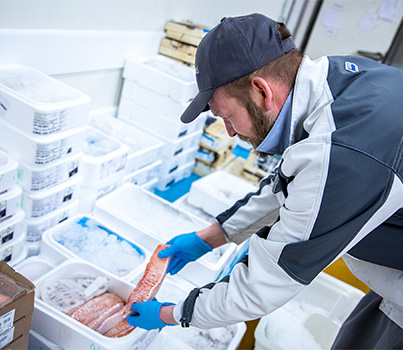 Mitarbeiter verpackt Fische im Frischelager