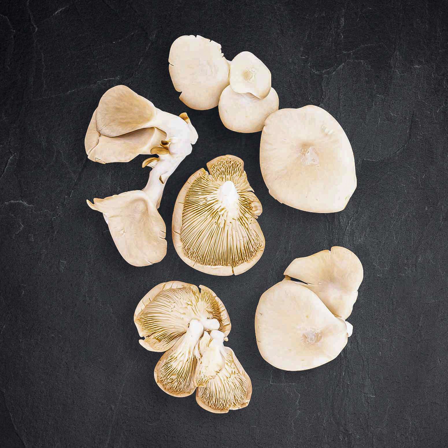 Produktbild: 847638_BIO_Austernpilze