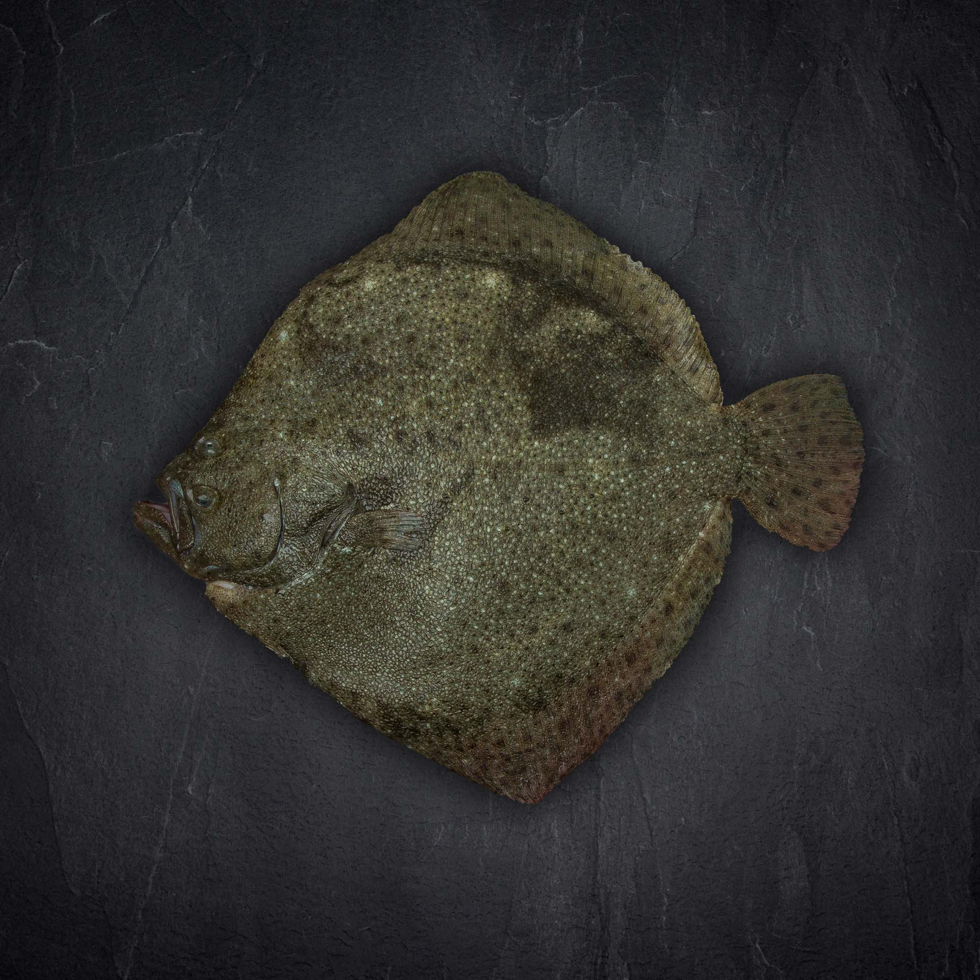 Produktbild: 114448_steinbutt