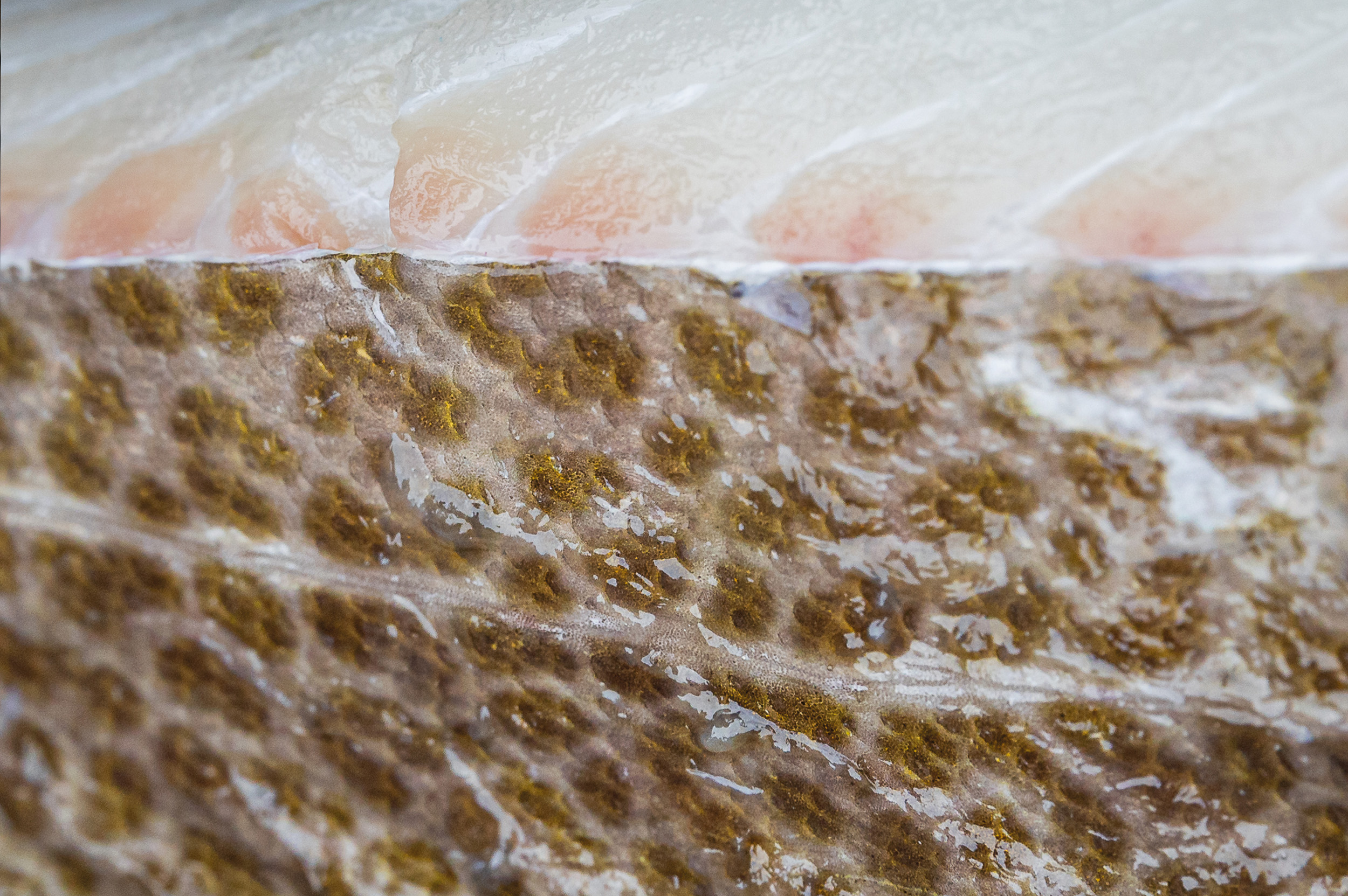 Produktbild: Skrei norwegen 3