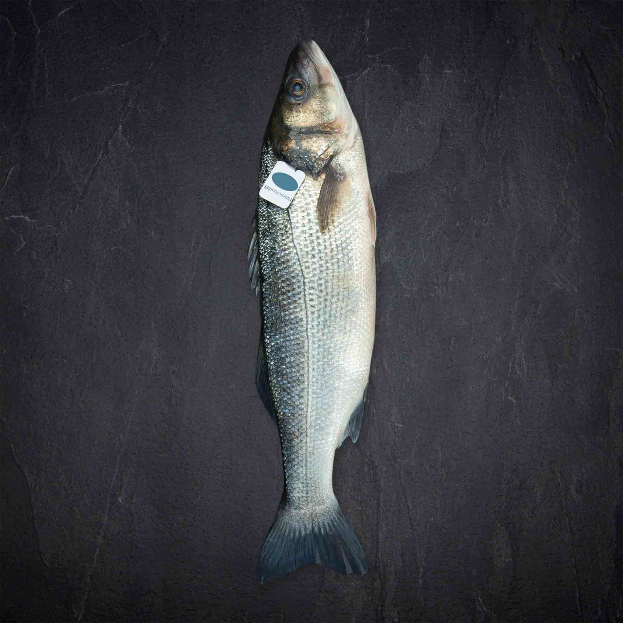 Produktbild: 10851_Fisch_QSFP_Wolfsbarsch_1-1_5kg_AQ_ESP