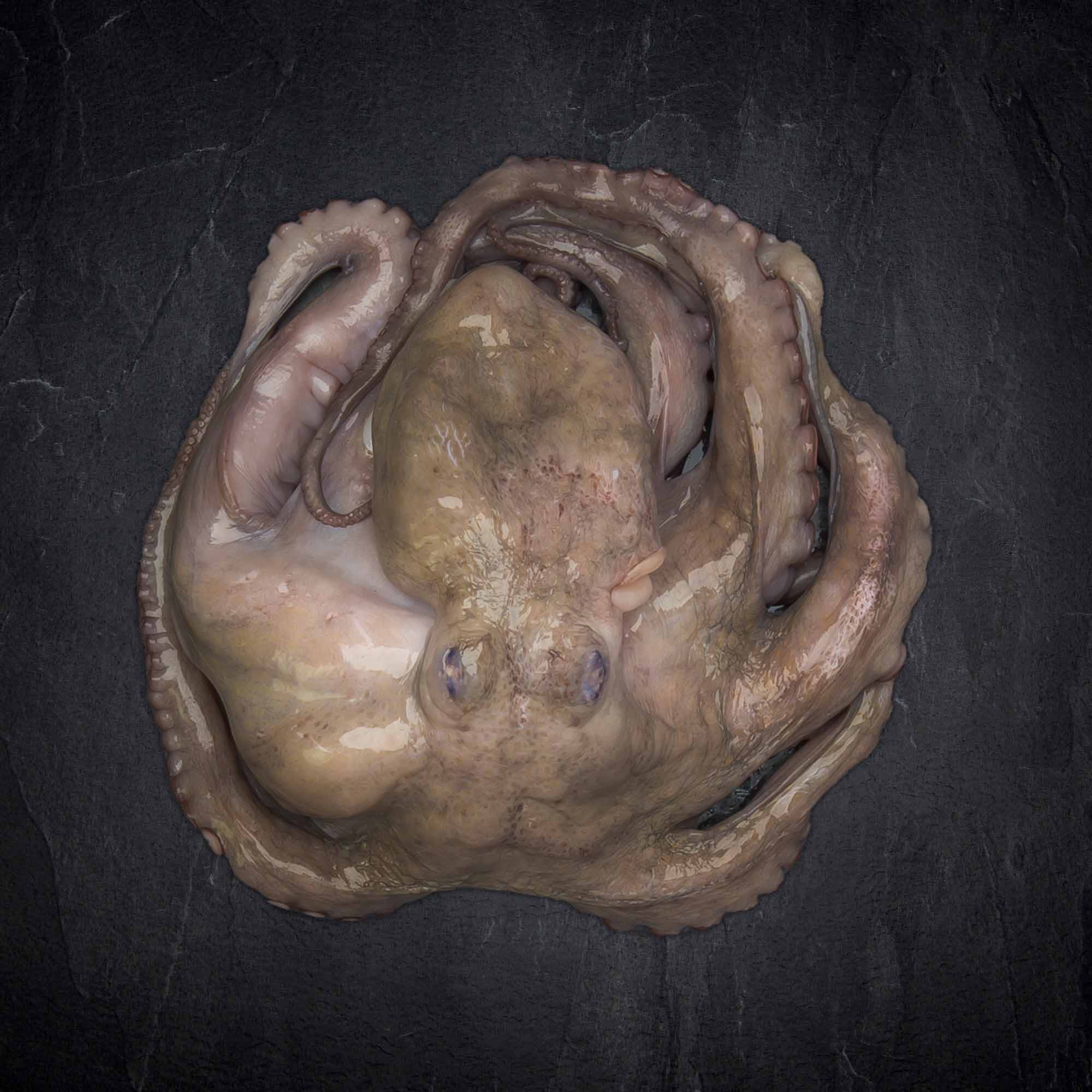 Pulpo, gross