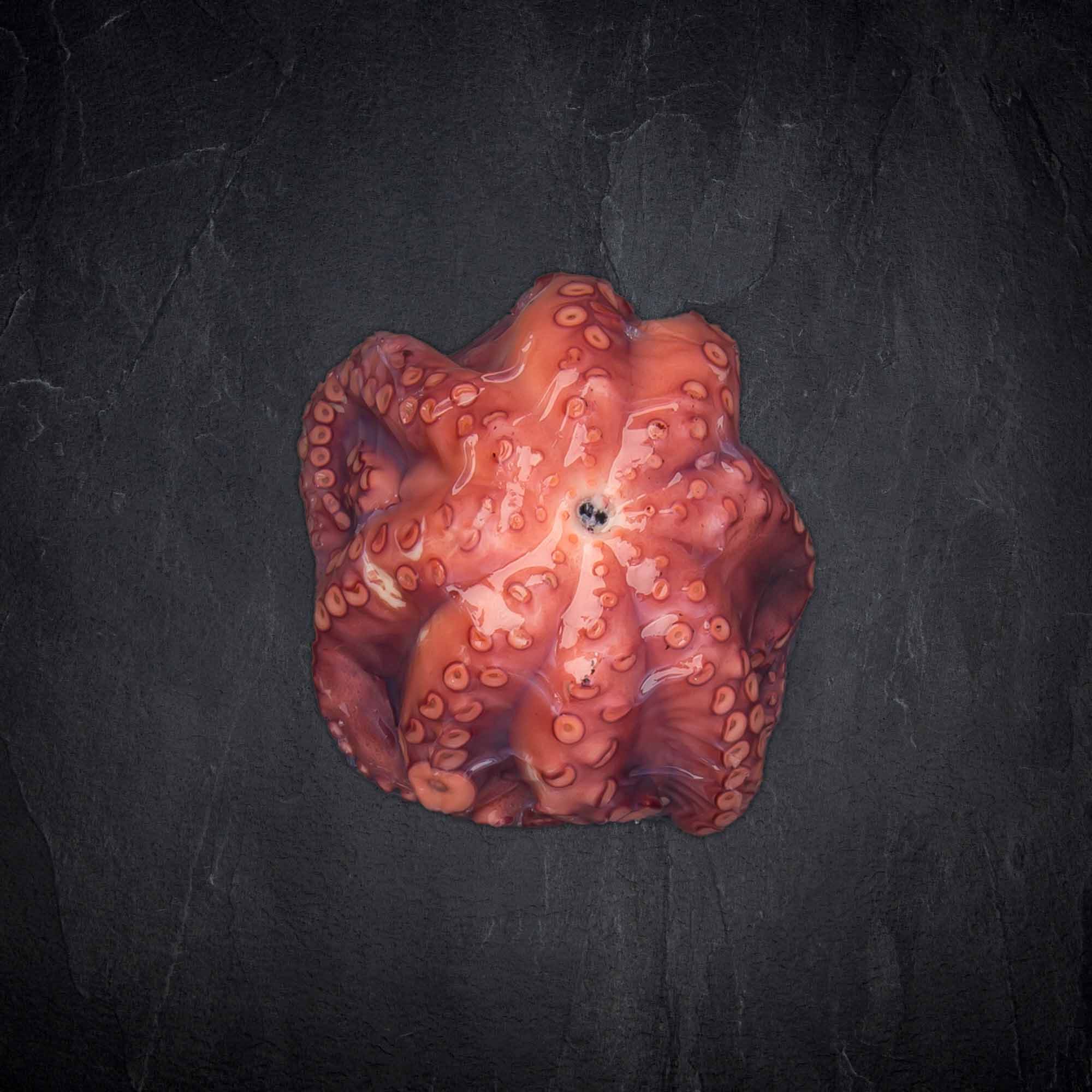 Produktbild: 341861_Fisch_Pulpo_05-1kg_gekocht_OctopusMaya