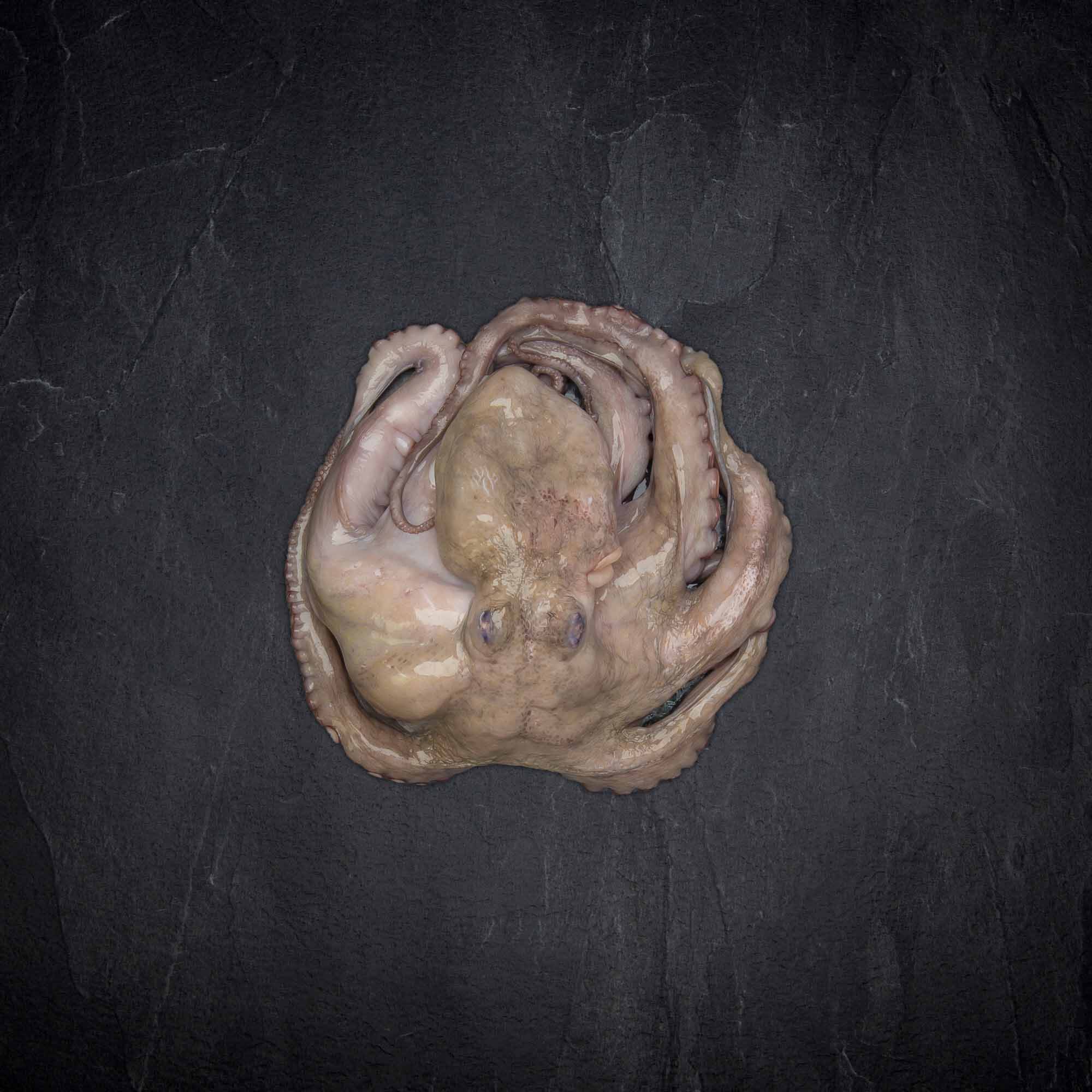 138804_Fisch_Pulpo_1-1_5kg_aufgetaut_Octopus_Vulgaris_7_B2BFP