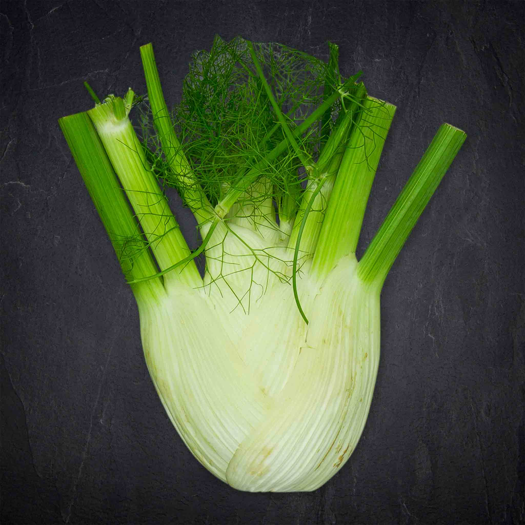 Fenchel