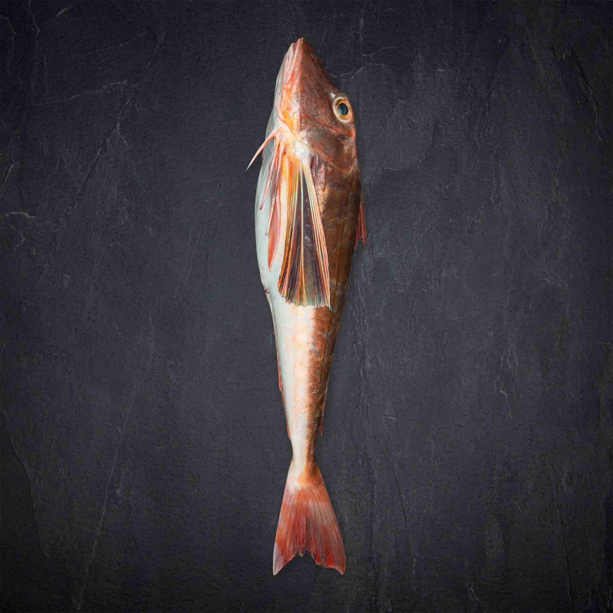 765843_Fisch_QSFP_Knurrhahn_rot_400g-1kg_FR_Chelidonichthys_kumu_gefangen_Nordostatlantik__5__B2BFP