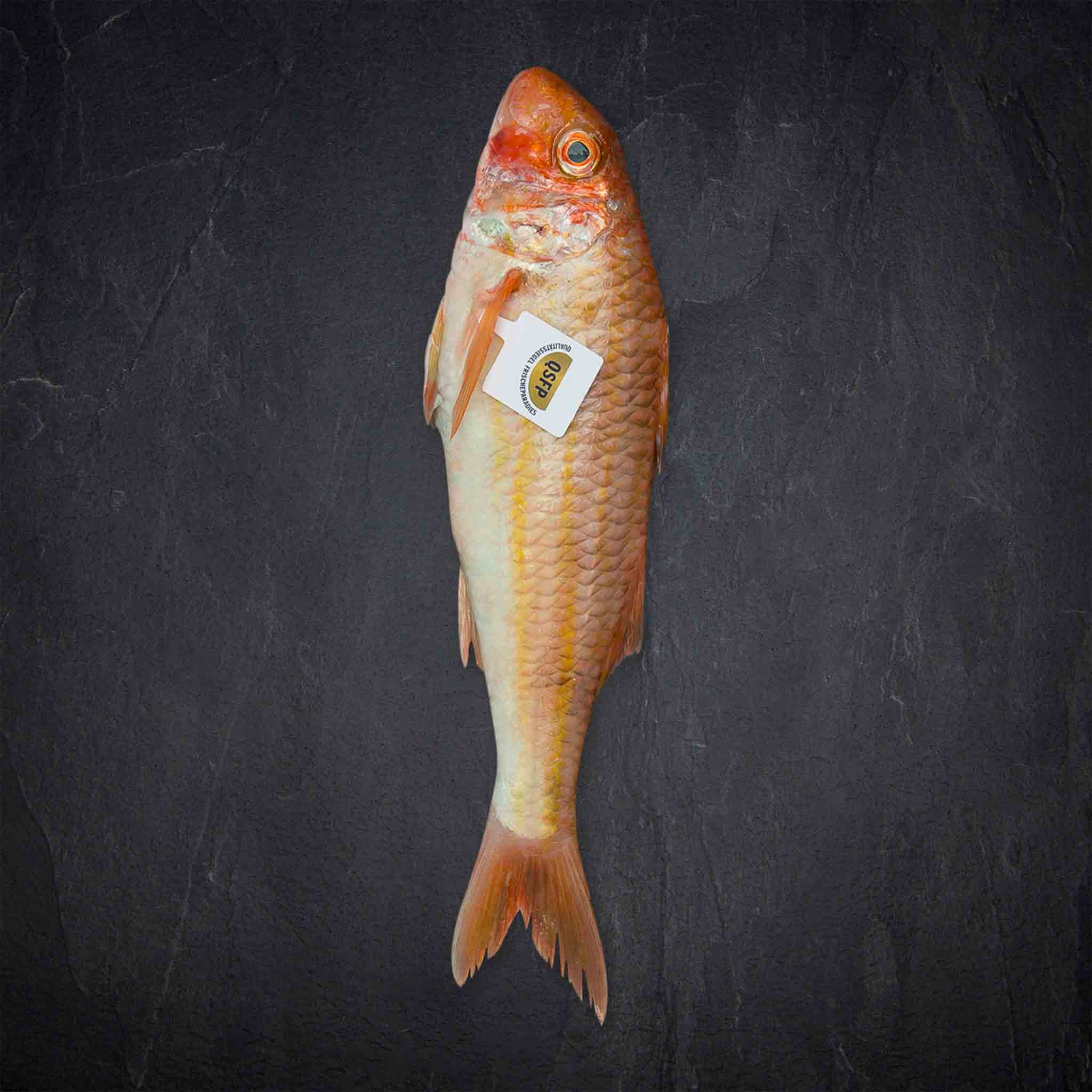 698841_Fisch_QSFP_Meerbarbe_rot_3-500g_FR_MullusSurmuletus_gefangen_Nordostatlantik__19__B2BFP