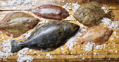 Fisch